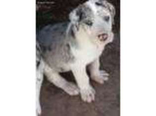 Great Dane Puppy for sale in Onalaska, TX, USA
