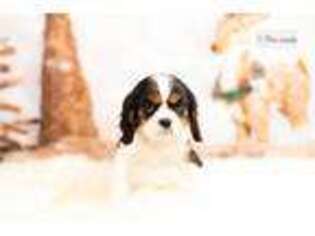 Cavalier King Charles Spaniel Puppy for sale in Fort Wayne, IN, USA