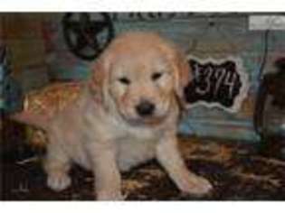 Golden Retriever Puppy for sale in Des Moines, IA, USA