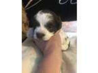 Havanese Puppy for sale in Florence, SC, USA