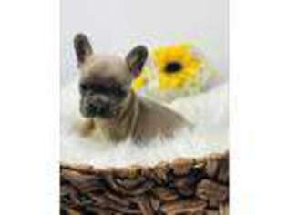 French Bulldog Puppy for sale in Altus, OK, USA