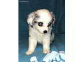 Miniature Australian Shepherd Puppy for sale in Coldwater, MS, USA