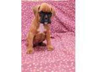 Boxer Puppy for sale in Spencerville, IN, USA