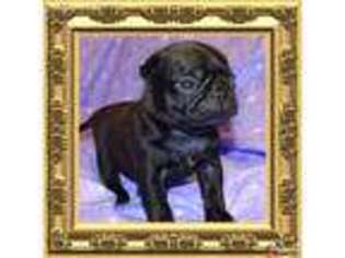 Pug Puppy for sale in Bartlesville, OK, USA
