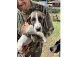 Great Dane Puppy for sale in Huntington, WV, USA