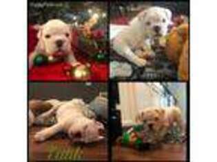 Bulldog Puppy for sale in Syracuse, NY, USA