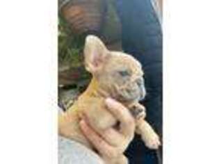 French Bulldog Puppy for sale in Plattsburgh, NY, USA