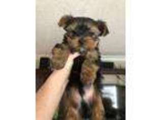 Yorkshire Terrier Puppy for sale in Selah, WA, USA
