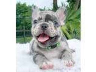 French Bulldog Puppy for sale in Pembroke Pines, FL, USA