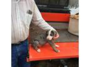 Catahoula Leopard Dog Puppy for sale in Baker, FL, USA