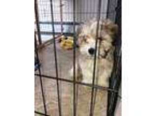 Mal-Shi Puppy for sale in Islip, NY, USA