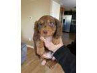 Dachshund Puppy for sale in Kearney, MO, USA