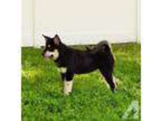 Alaskan Malamute Puppy for sale in LEHIGH ACRES, FL, USA