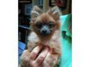 Pomeranian Puppy for sale in Port Saint Lucie, FL, USA