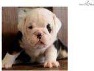 Beabull Puppy for sale in Springfield, MO, USA