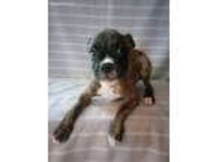 Boxer Puppy for sale in Hammonton, NJ, USA