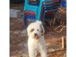 Portuguese Water Dog Puppy for sale in Rincon, GA, USA