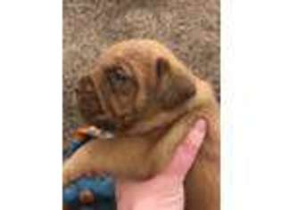 American Bull Dogue De Bordeaux Puppy for sale in Neosho, MO, USA