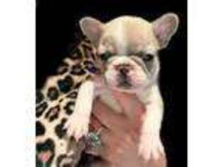 French Bulldog Puppy for sale in Petaluma, CA, USA