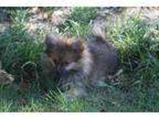 Pomeranian Puppy for sale in Corsicana, TX, USA