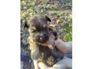 Mutt Puppy for sale in Orange, MA, USA