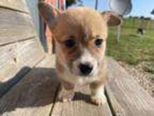 Pembroke Welsh Corgi Puppy for sale in Seymour, MO, USA