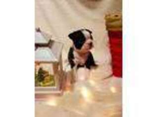 Boston Terrier Puppy for sale in Modesto, CA, USA