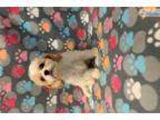 Cavachon Puppy for sale in Hattiesburg, MS, USA