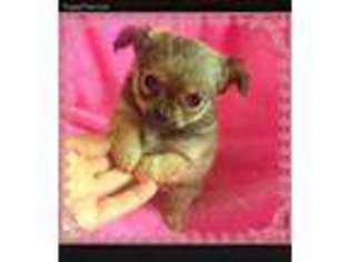 Chihuahua Puppy for sale in Rochelle, IL, USA