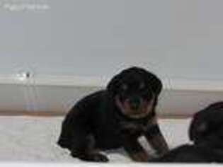 Rottweiler Puppy for sale in Spokane, WA, USA