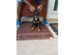 Doberman Pinscher Puppy for sale in Round Rock, TX, USA