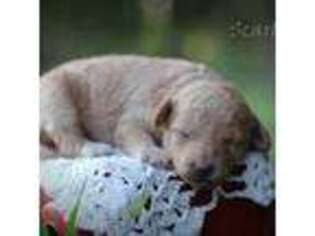 Mutt Puppy for sale in Schnecksville, PA, USA
