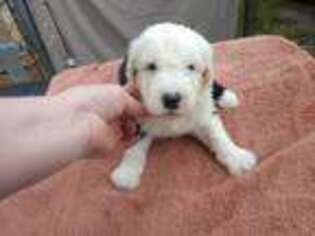 Old English Sheepdog Puppy for sale in Chattanooga, TN, USA