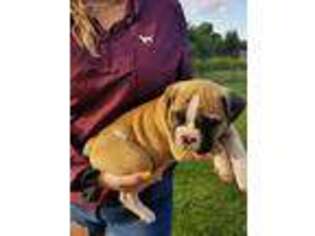 Olde English Bulldogge Puppy for sale in Thorp, WI, USA