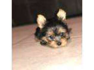 Yorkshire Terrier Puppy for sale in Holbrook, AZ, USA
