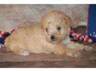 Goldendoodle Puppy for sale in Bokchito, OK, USA