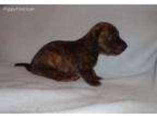 Dachshund Puppy for sale in Galesville, WI, USA