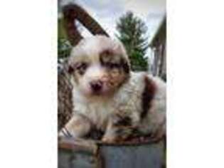 Australian Shepherd Puppy for sale in Bethel, OH, USA