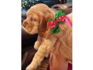 Cocker Spaniel Puppy for sale in Brandon, FL, USA