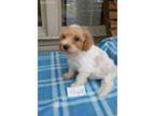 Mutt Puppy for sale in Monticello, KY, USA