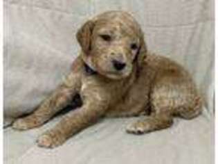 Mutt Puppy for sale in Dobson, NC, USA
