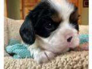 Cavalier King Charles Spaniel Puppy for sale in Pine City, MN, USA