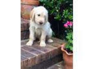 Labradoodle Puppy for sale in Carthage, TN, USA