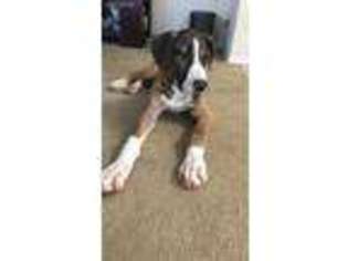 Great Dane Puppy for sale in Coppell, TX, USA