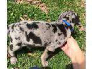 Great Dane Puppy for sale in Neosho, MO, USA