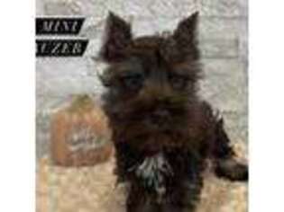 Mutt Puppy for sale in Passaic, NJ, USA