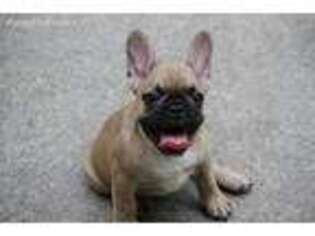 French Bulldog Puppy for sale in Brooklet, GA, USA