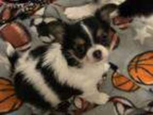 Chihuahua Puppy for sale in Chappell Hill, TX, USA