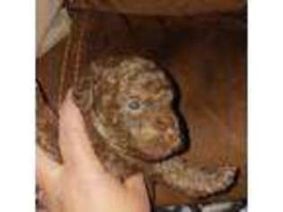 Mutt Puppy for sale in Piedmont, SC, USA