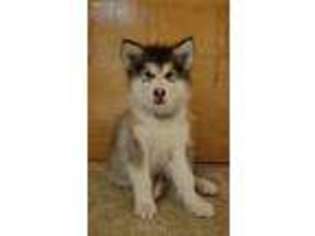 Alaskan Malamute Puppy for sale in Bushnell, IL, USA